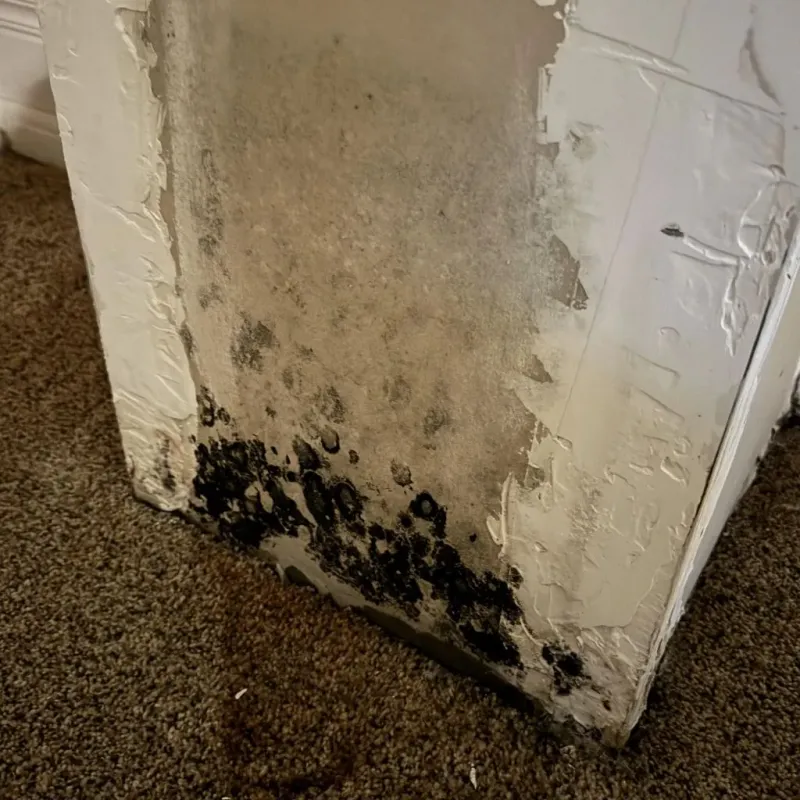 Professional Mold Removal in Louisa County, VA